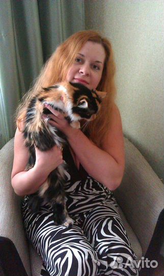 Котоняня, домашняя гостиница для кошек