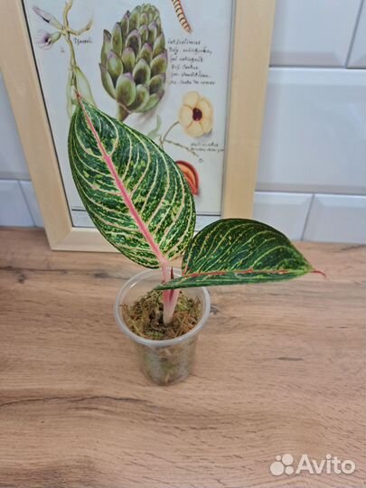 Аглаонемы Lady Daiana и Lucky