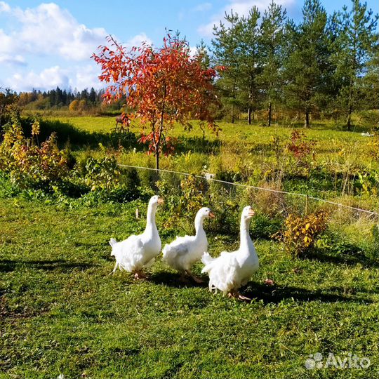 Гусаки (Гуси курчавые,ленточные)