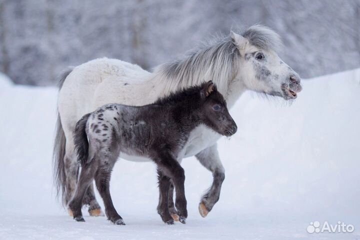 Пони аппалуза