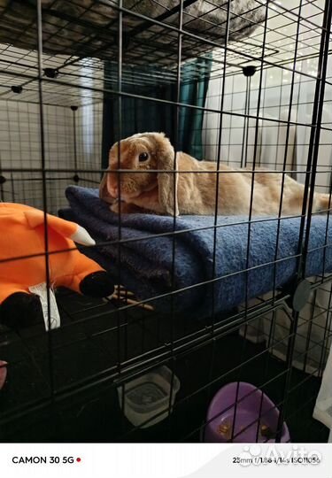 Декоративные кролики