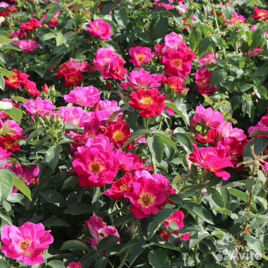 Роза Вег Дер Зинне. Саженцы окс