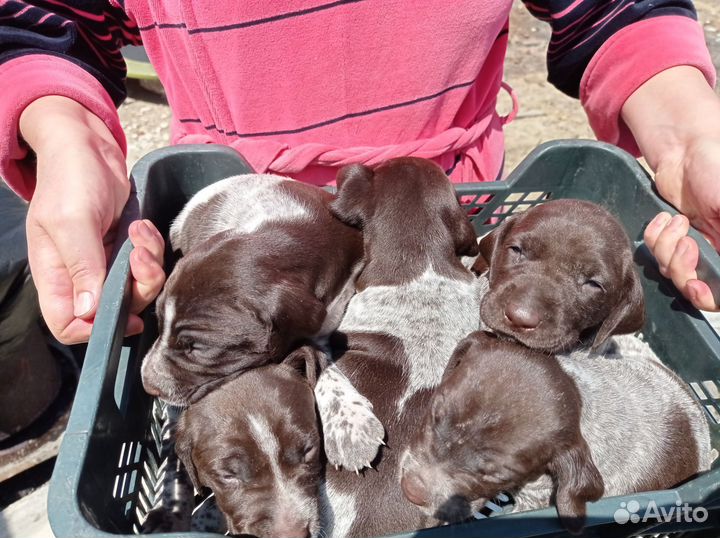 Щенки курцхаара