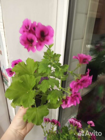Пеларгония герань