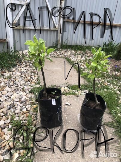 Сажанцы яблок груши абрикос сморода жимолость и др