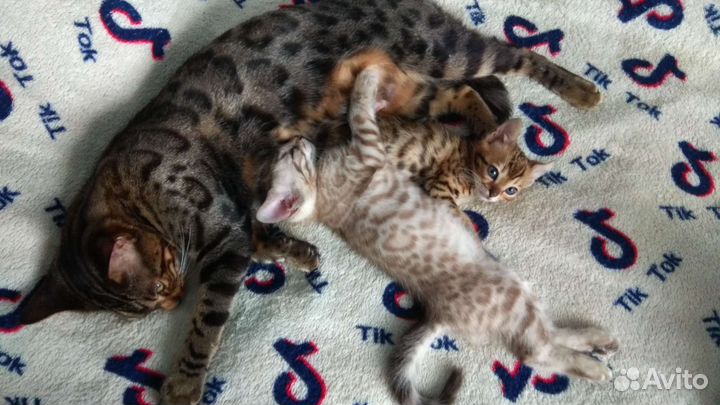 Котята бенгальской кошки