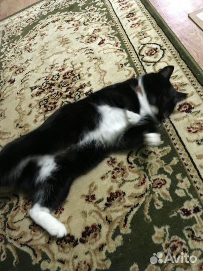 Ищем дом для славной кошечки