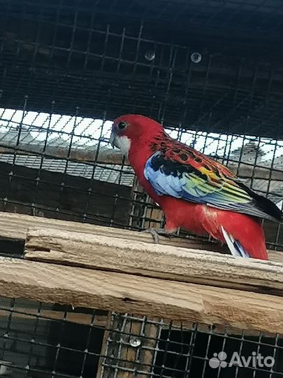 Попугай розелла