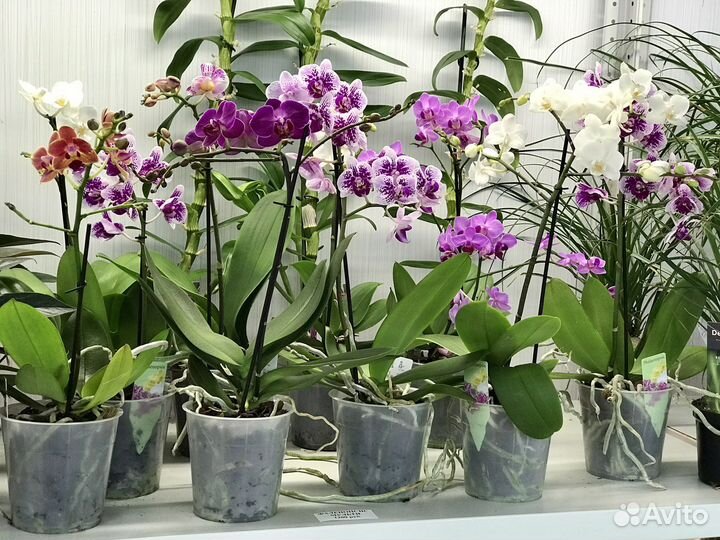 Коллекционные комнатные цветы