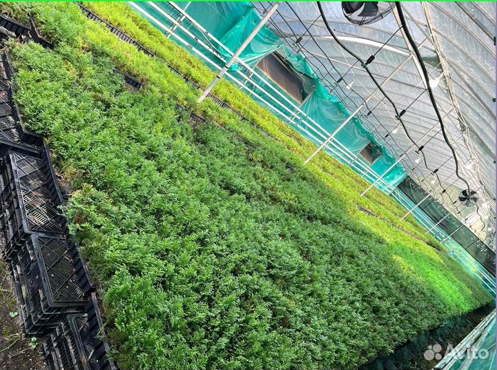 Туи Смарагд / от производителя