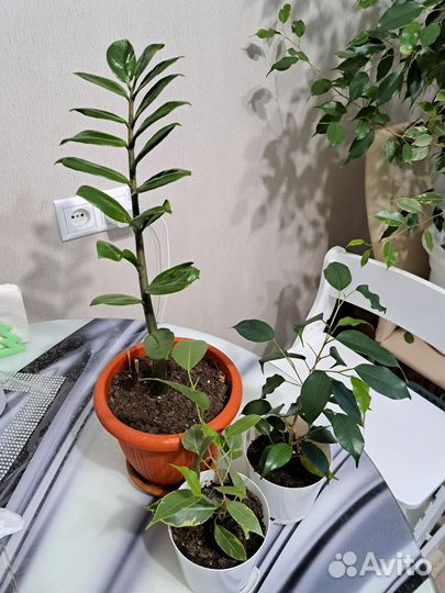 Фикусы, замиокулькас