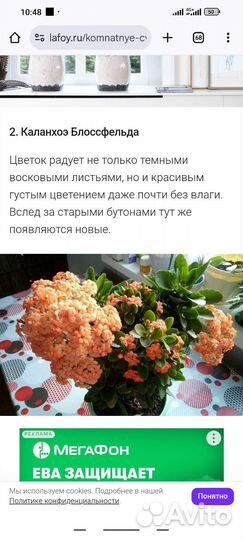 Каланхоэ блоссфельда