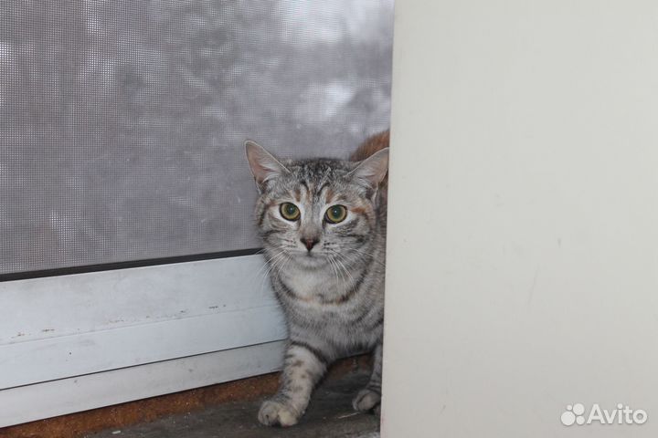 Неручная Виолетта: шанс не умереть