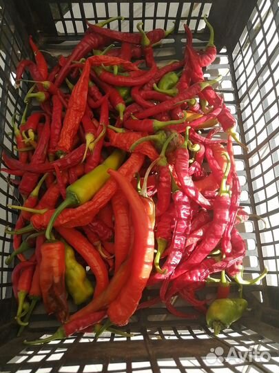 Горький перец