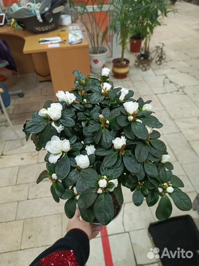 Азалия белая на стволе