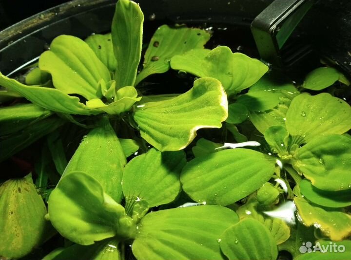 Аквариумные растения, Пистия