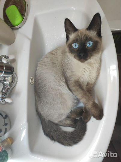 Тайский кот вязка
