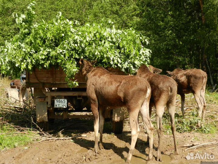 Экскурсия — Кострома — изкостромы— налосиную ферму