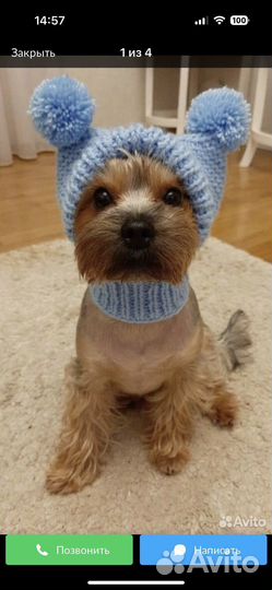 Одежда для маленьких собак