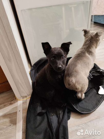 Собака в добрые руки