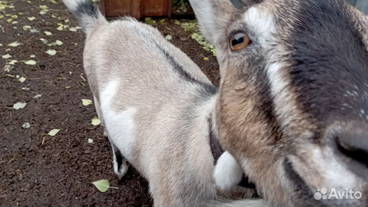 Козы и козлята