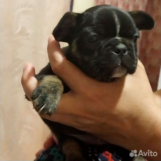 Французский бульдог