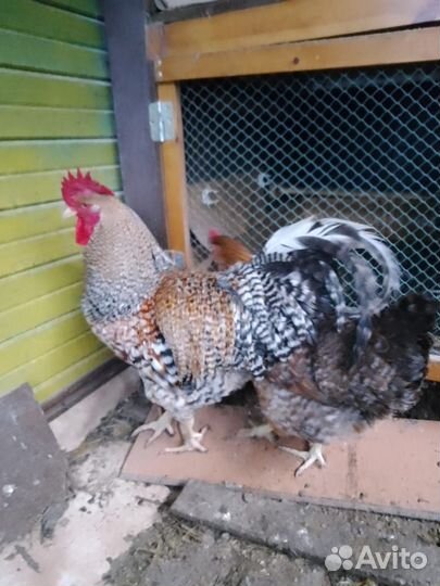 Породистые петушки