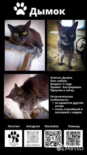 Кот в добрые руки