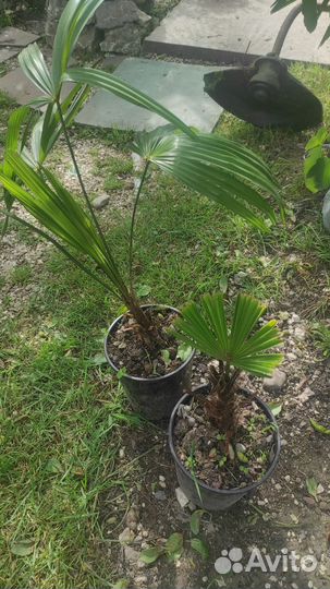 Пальма Трахикарпус