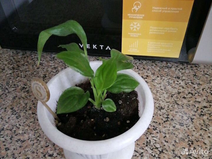 Спатифилиум