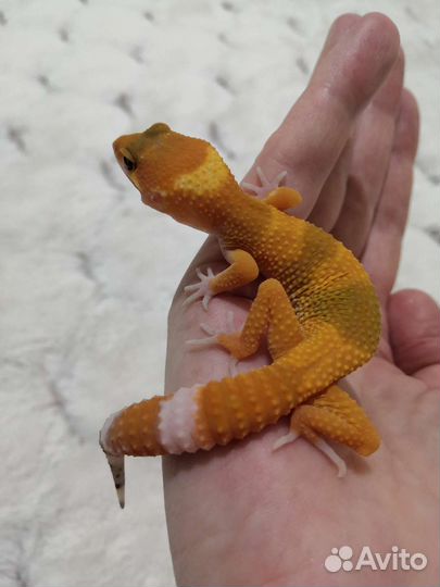 Эублефар геккон