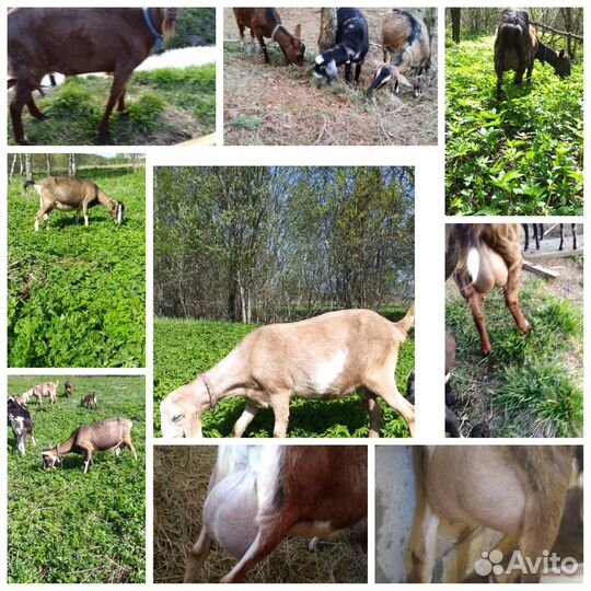 Дойные козы, козлята