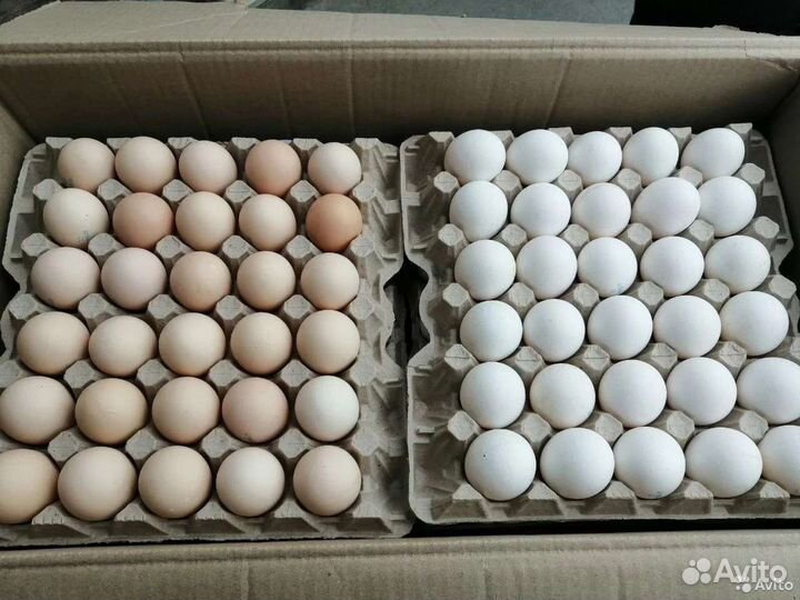 Яйцо куриное