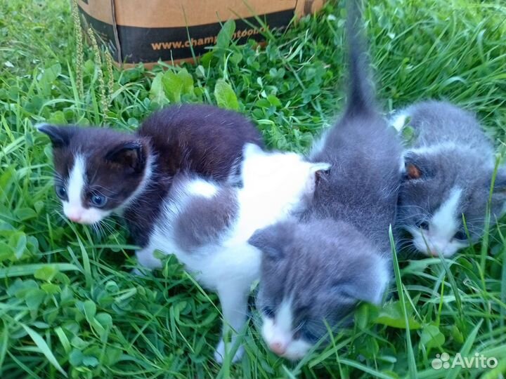 Котята в дар