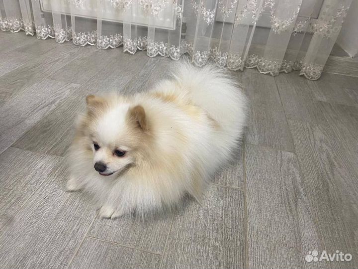 Немецкий шпиц вязка