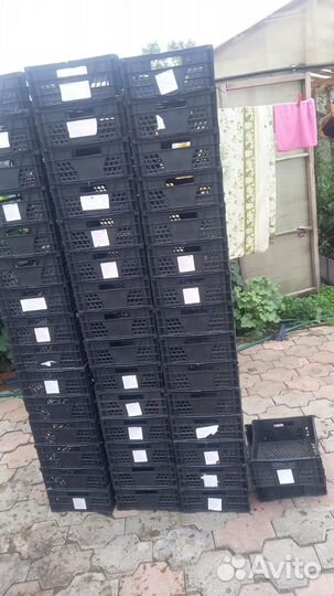 Пластиковые ящики для хранения овощей бу