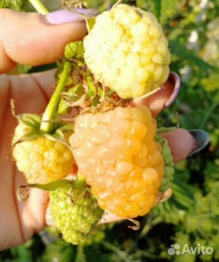 Малина Жёлтый гигант