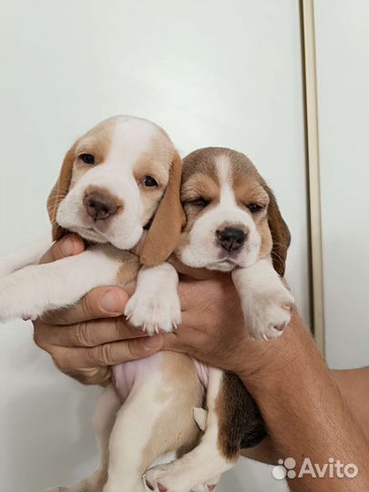 Щеночки бигля