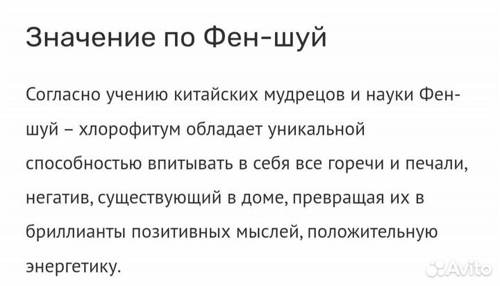 Хлорофитум кучерявый