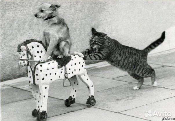 Ассистент ветеринарного врача