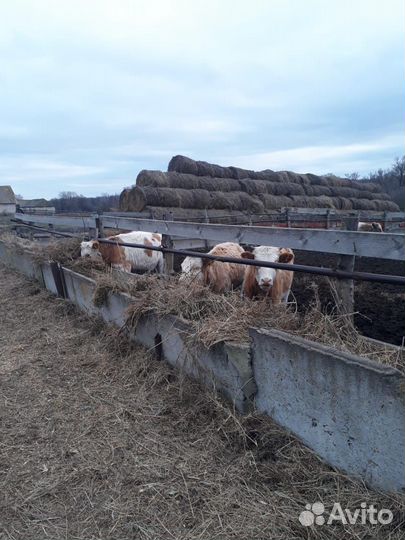 Тёлки сементалы