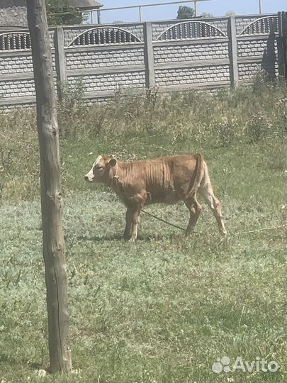 Корова с теленком