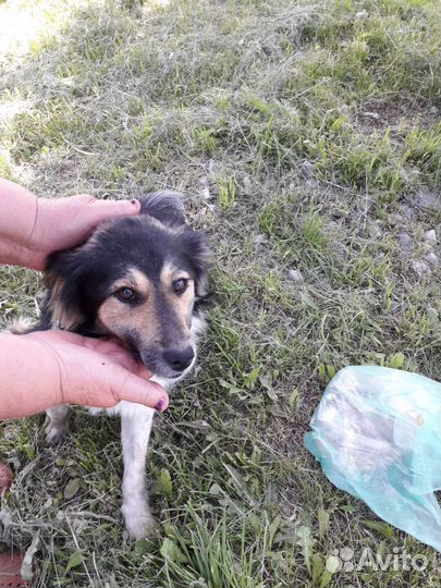 Собака в добрые руки