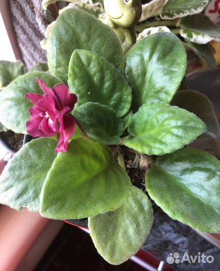 Сортовая фиалка обмен