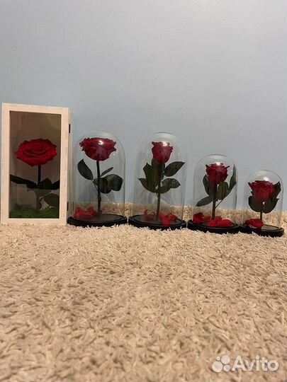 Роза в колбе разные