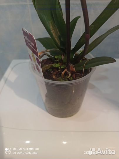 Орхидея фаленопсис Манго Биг лип 1 цветонос 12/45