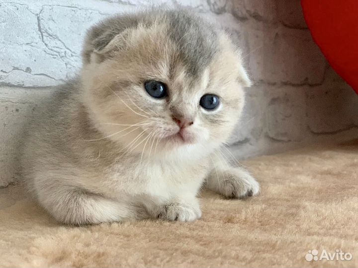 Шотландские Котята: Золотые и Серебристые окрасы