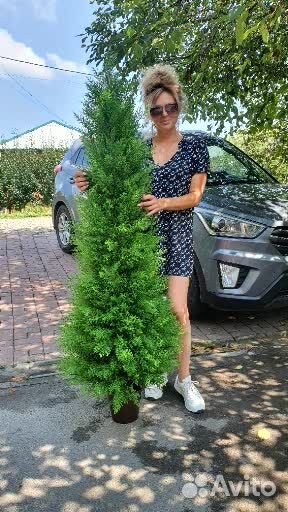 Искусственная туя Озеленение