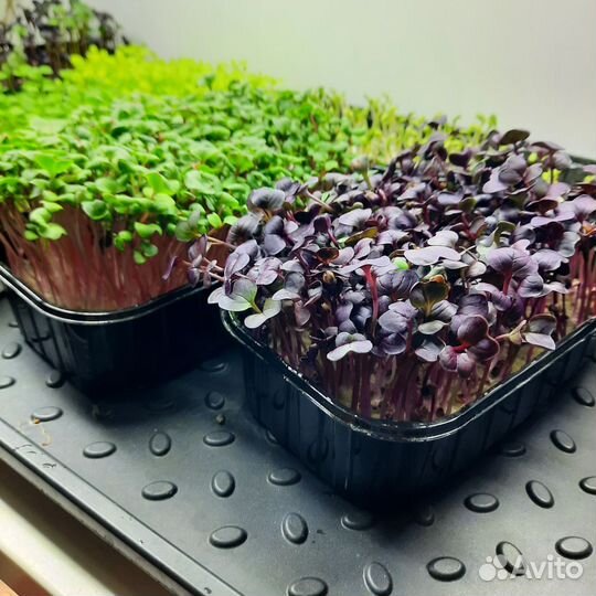 Микрозелень разных культур