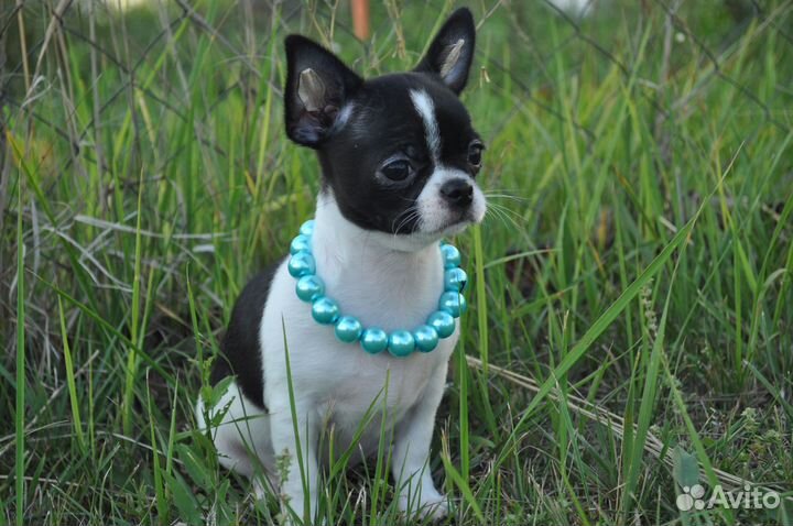 Шикарный мальчик